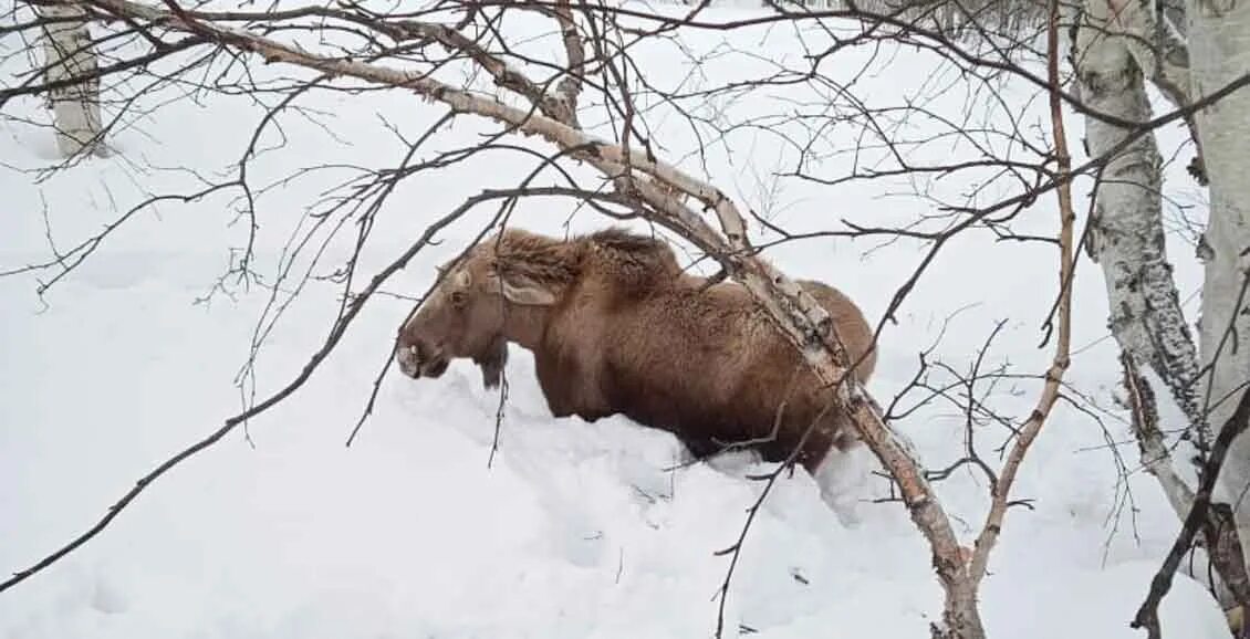 Лосенок в снегу. Животные увязли в снегу охотники. Застряла лосиха между 2 деревьев. Песня застряли лоси