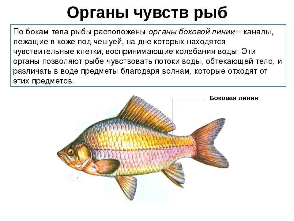 Строение ноздрей у рыб. Органы чувств рыб. Боковая линия у рыб. Зрение рыб. Какое значение имеют глаза у рыб