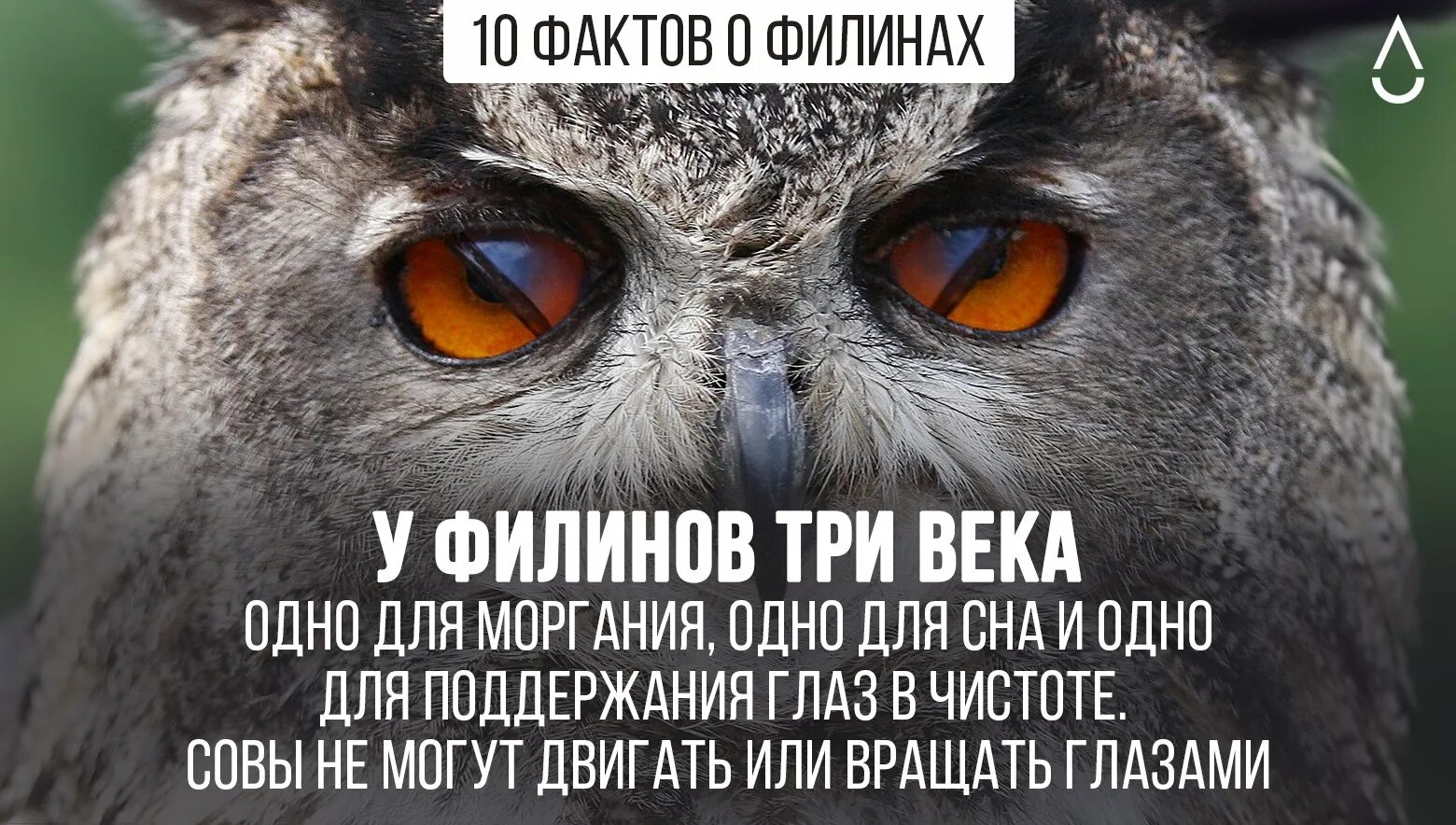 Интересное о Филине. Интересные факты о совах. Интересные факты о Филине. Необычные факты о совах.