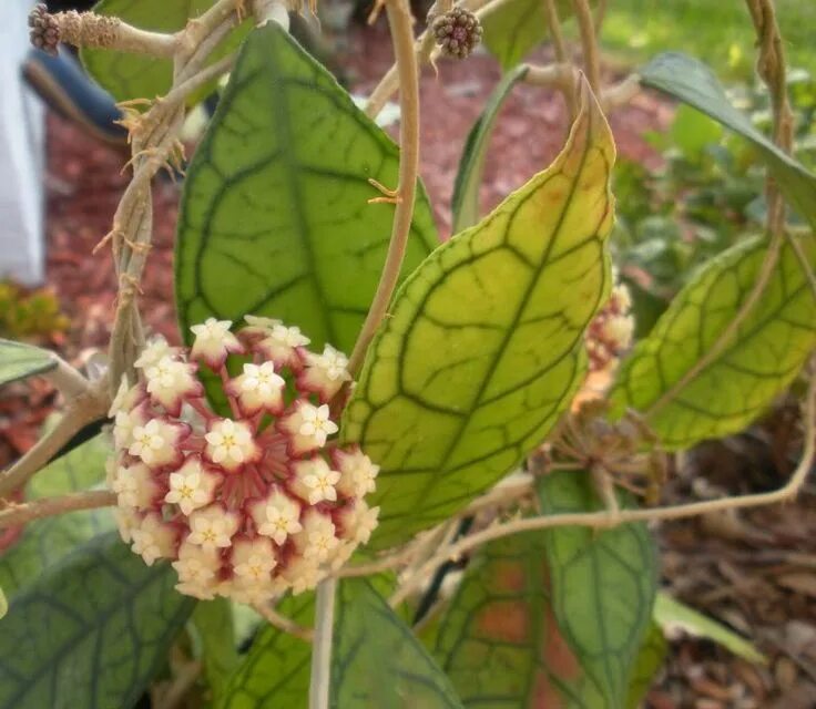 Финлансони хойя. Hoya finlaysonii splash. Хойя финлайсони сплеш. Хойя finlaysonii panggha. Хойя hoya - finlaysonii epc-317.