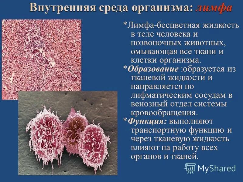 Как образуется организм. Как образуется организм