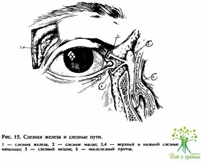 Слезная железа железы