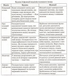 Строение и функции головного мозга кратко конспект
