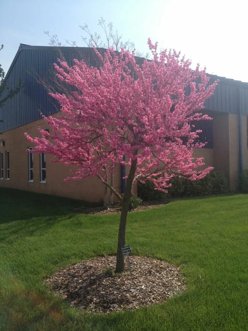 Сакура в подмосковье. Церцис багряник. Церцис канадский Cercis canadensis. Церцис Европейский Иудино дерево. Багрянник Европейский Иудино дерево.