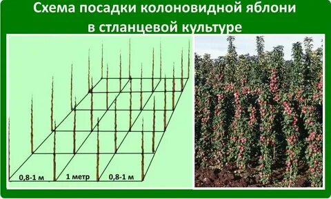 Расстояние между яблонями