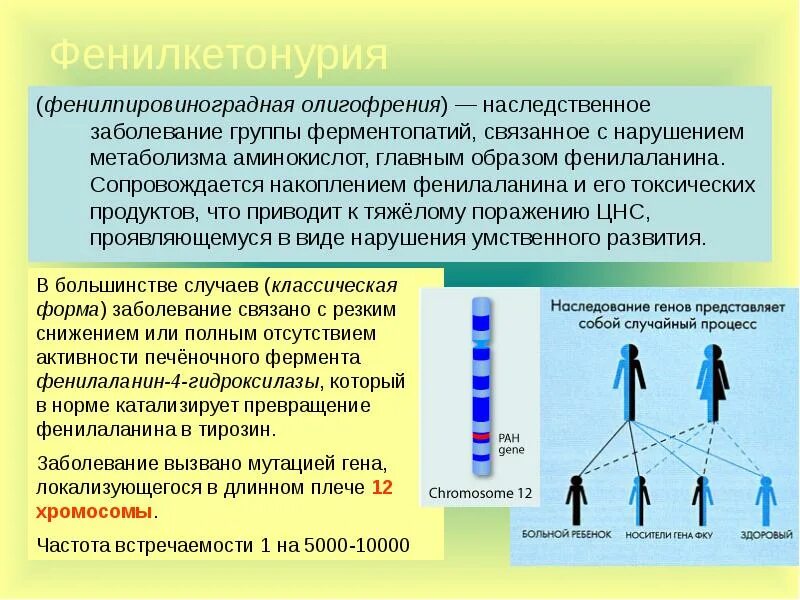 Фенилкетонурия фермент. Фенилкетонурия (фенилпировиноградная олигофрения). Фенилкетонурия это наследственное заболевание. Фенилкетонурия генная мутация. Фенилкетонурия относится к группе наследственных заболеваний.