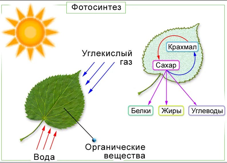 Из воздуха лист получает. Схема процесса фотосинтеза. Схема фотосинтеза у растений. Процесс фотосинтеза у растений схема. Процесс фотосинтеза рисунок.