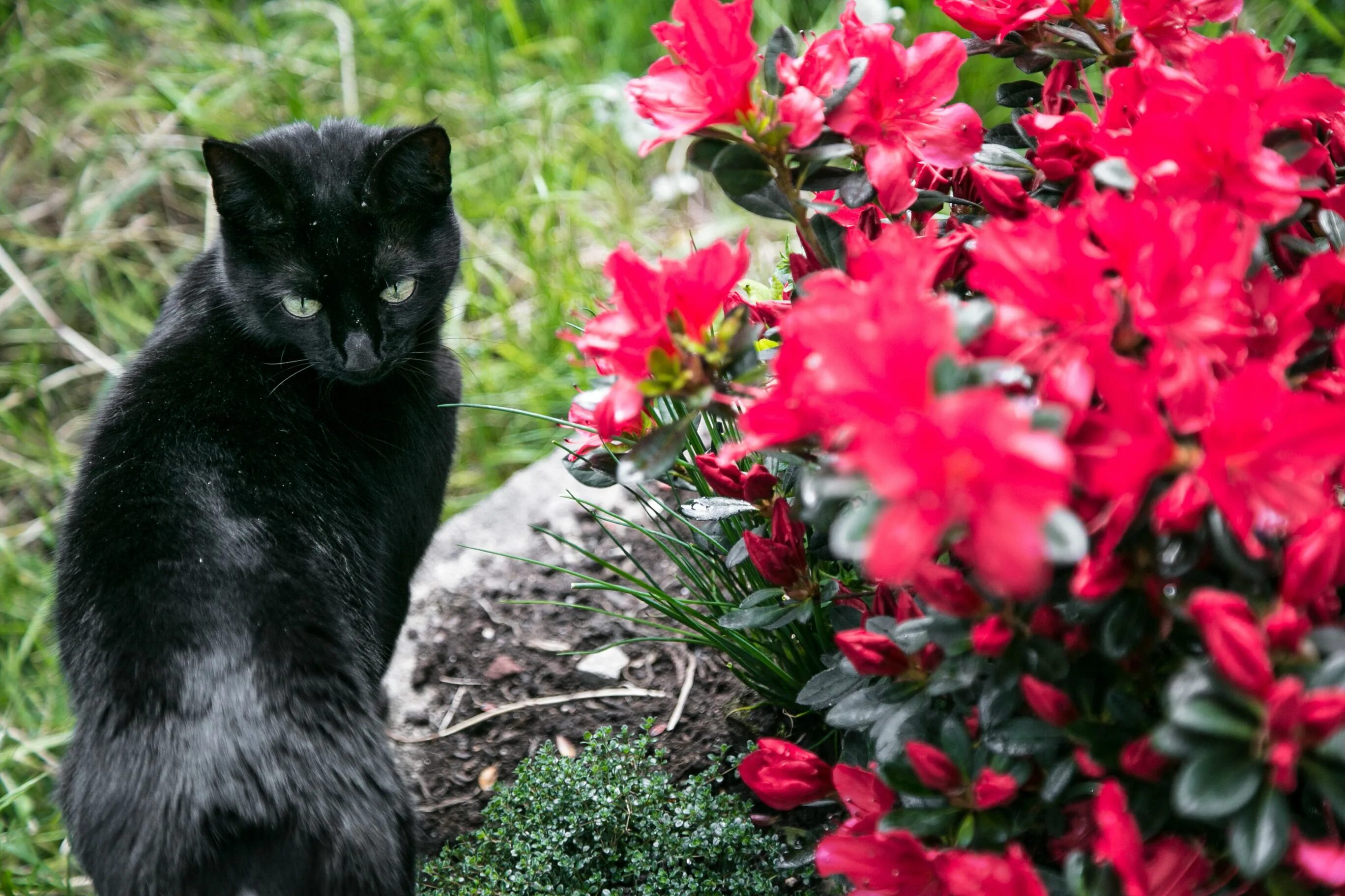 Cat plants. Черные коты. Кот в траве. Опасные растения для кошек в саду. Черный кот среди цветов.