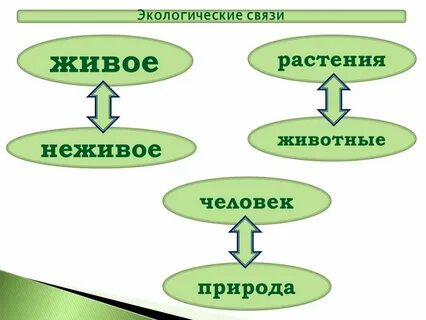 Экологические связи в степи
