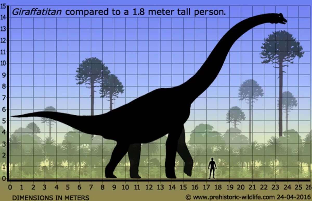 Сравнение динозавров. Маменчизавр Диплодок Брахиозавр. Зауроподы Брахиозавр Жираф. Жираффатитан динозавр. Динозавр Брахиозавр рост.