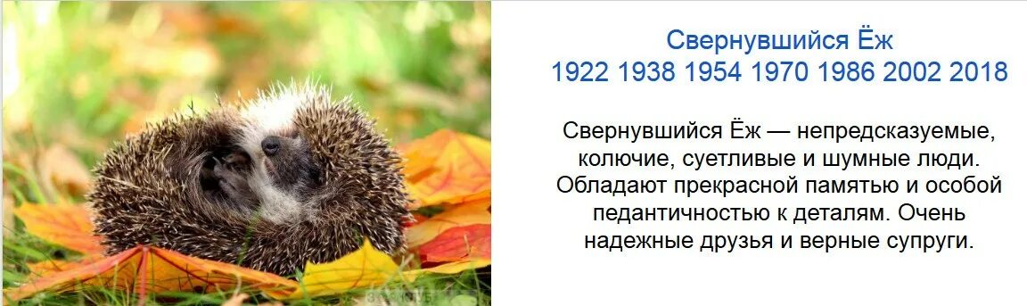 Расскажите детям о лесных животных. Год ежа по славянскому календарю. Славянский гороскоп по годам. Ежи ленинградской области. Стадо ежей.