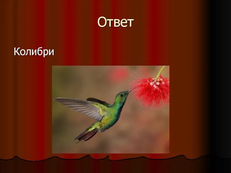 Колибри род мужской. Колибри (род). Сообщение о Колибри. Колибри птица какой род. Колибри доклад.