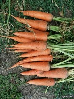 Продам морковь