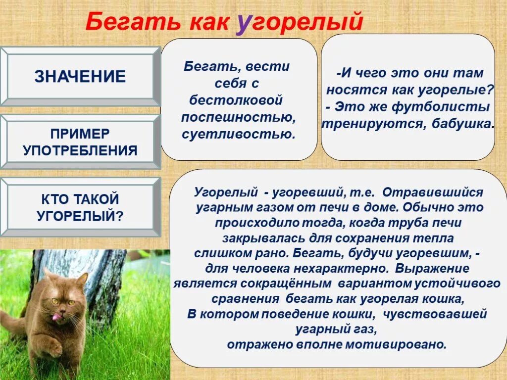 Бегать как угорелый. Как угорелая фразеологизм. Как угорелый значение. Как угорелый. Бестолковый как пишется