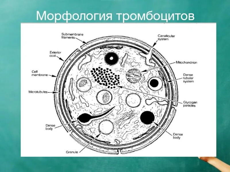 Гранулы тромбоцитов содержат. Строение тромбоцита гиаломер. Тромбоциты кровяные пластинки строение. Тромбоциты строение клетки. Ультраструктура тромбоцитов. Электронограмма..