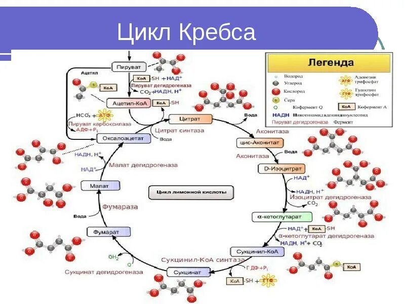 В цикле кребса образуется атф. Цикл трикарбоновых кислот цикл Кребса 10 класс. Цикл Кребса схема. Цикл Кребса формула краткая. Цикле Кребса биохимия.