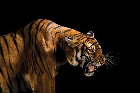 Animals s s
