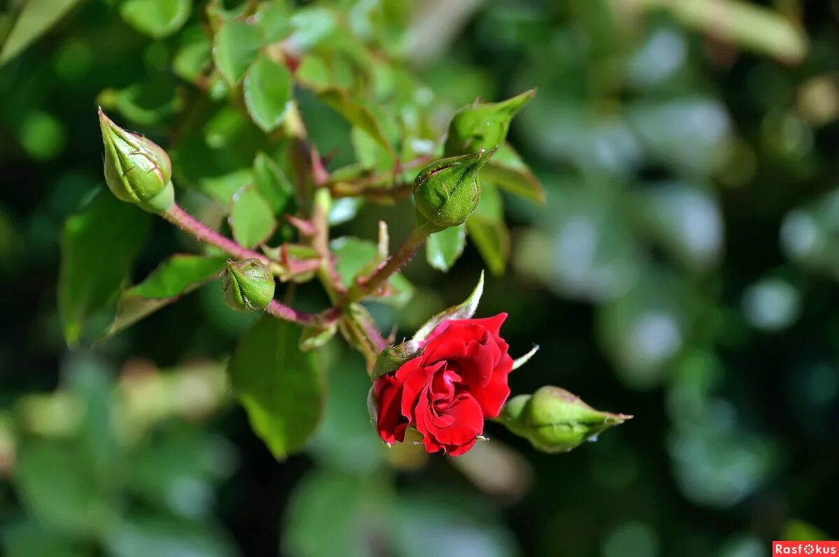 Куст дикой розы. Дикую розу 1. Шиповник куст. Дикую розу 1. Шиповник флорибунда.
