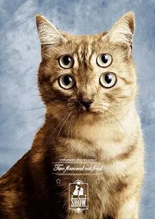 Кроме людей кошка