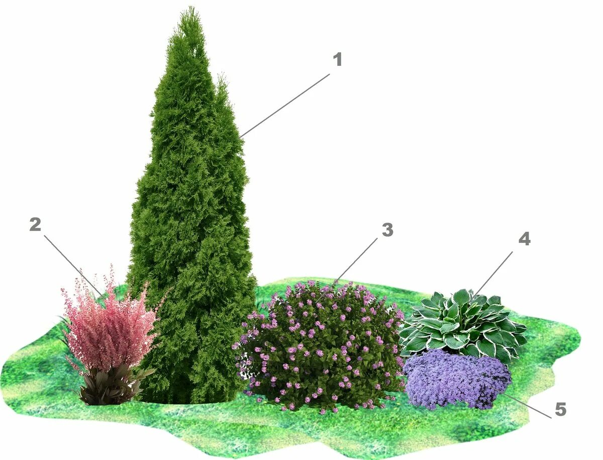 Из хвойных 4 буквы. Миксбордер с туей Смарагд. Миксбордер с туей Смарагд и можжевельник. Миксбордер с туями и можжевельником.