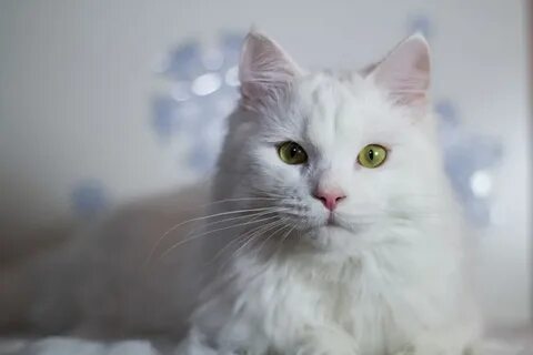 К чему снится белая пушистая кошка