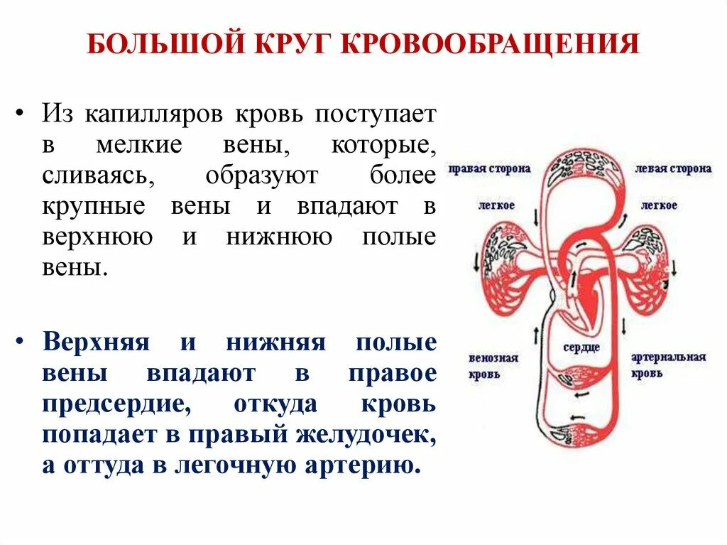 Какая кровь течет в малом кругу. Сосуды сердца малый круг кровообращения. Малый круг кровообращения венозная кровь. Малый и большой круг кровообращения человека схема. Большой круг кровообращения сосуды большого круга кровообращения.