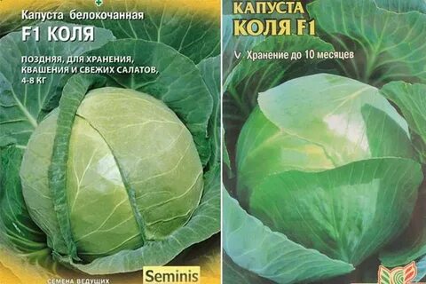 Коля отзывы