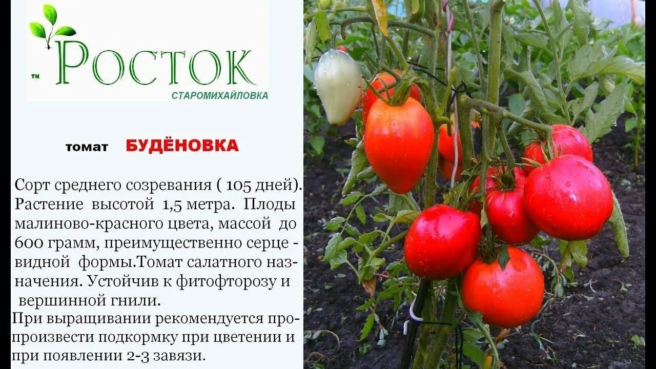Характеристика сортов томатов буденовка