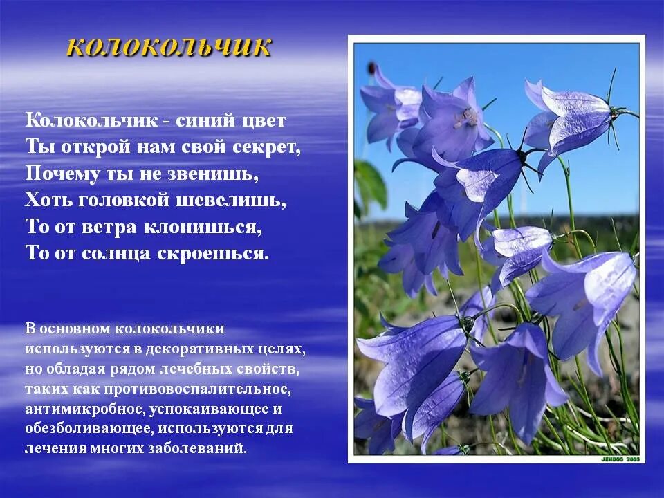 Колокольчик описание растения. Колокольчики мои. Загадка про колокольчик. Колокольчик доклад. Колокольчик цветок описание.