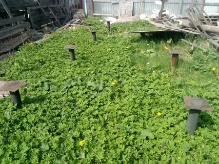 Садоводство красный октябрь санкт петербург