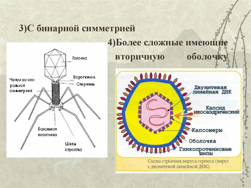 Вирусы строение значение. Строение бактериального вируса. Схема строения вируса биология. Схема строения капсида бактериофага. Схема строения вируса биология 9 класс.