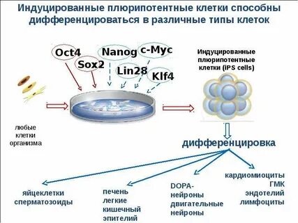 Плюрипотентные клетки