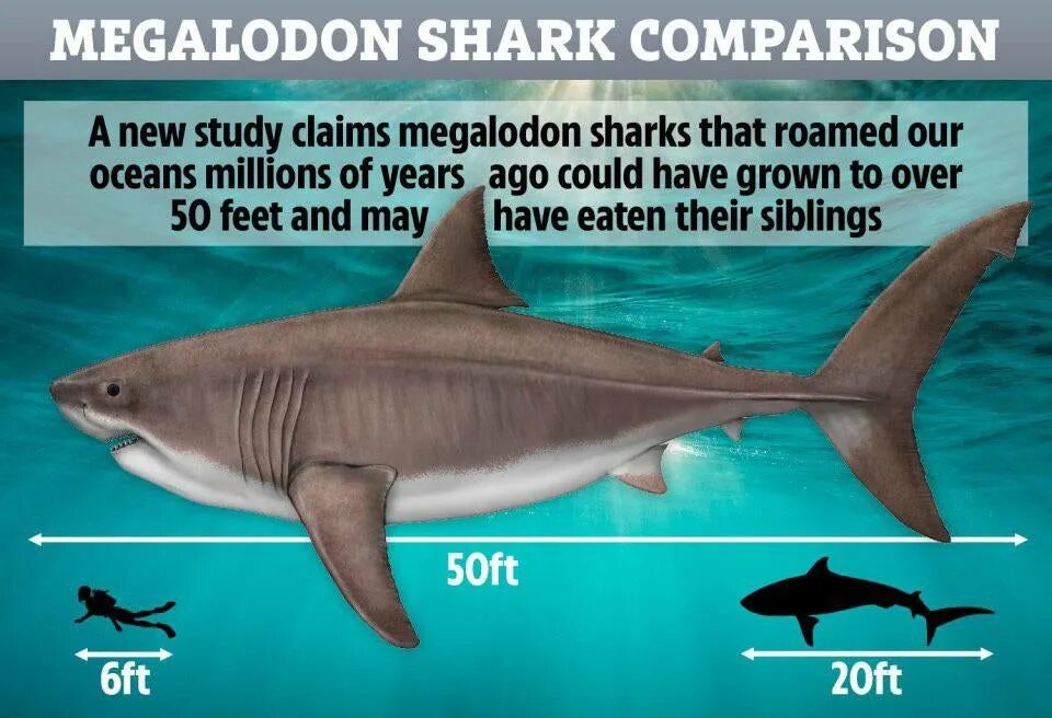 Какой длины акула. Вес МЕГАЛОДОНА акула. МЕГАЛОДОН Размеры. МЕГАЛОДОН самый большой размер. МЕГАЛОДОН акула Размеры с человеком.