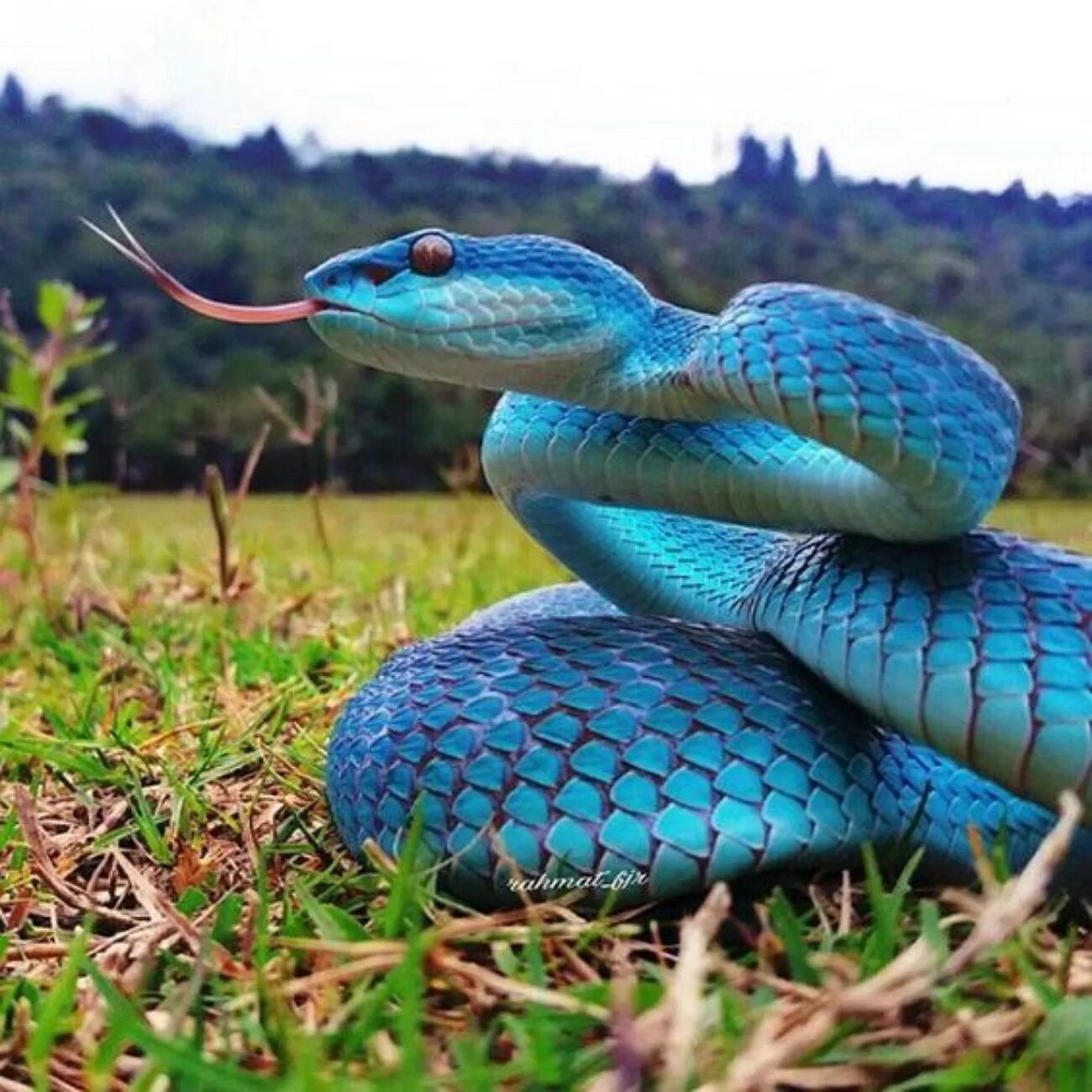 Thick snake. Голубая куфия гадюка. Голубая комодская куфия. Белогубая куфия. Змея комодская куфия.