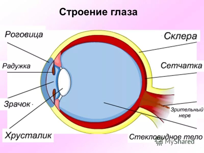 Орган зрения. Органы чувств зрение. Орган зрения. Органы зрения глаза человека. Строение глаза человека анатомия.