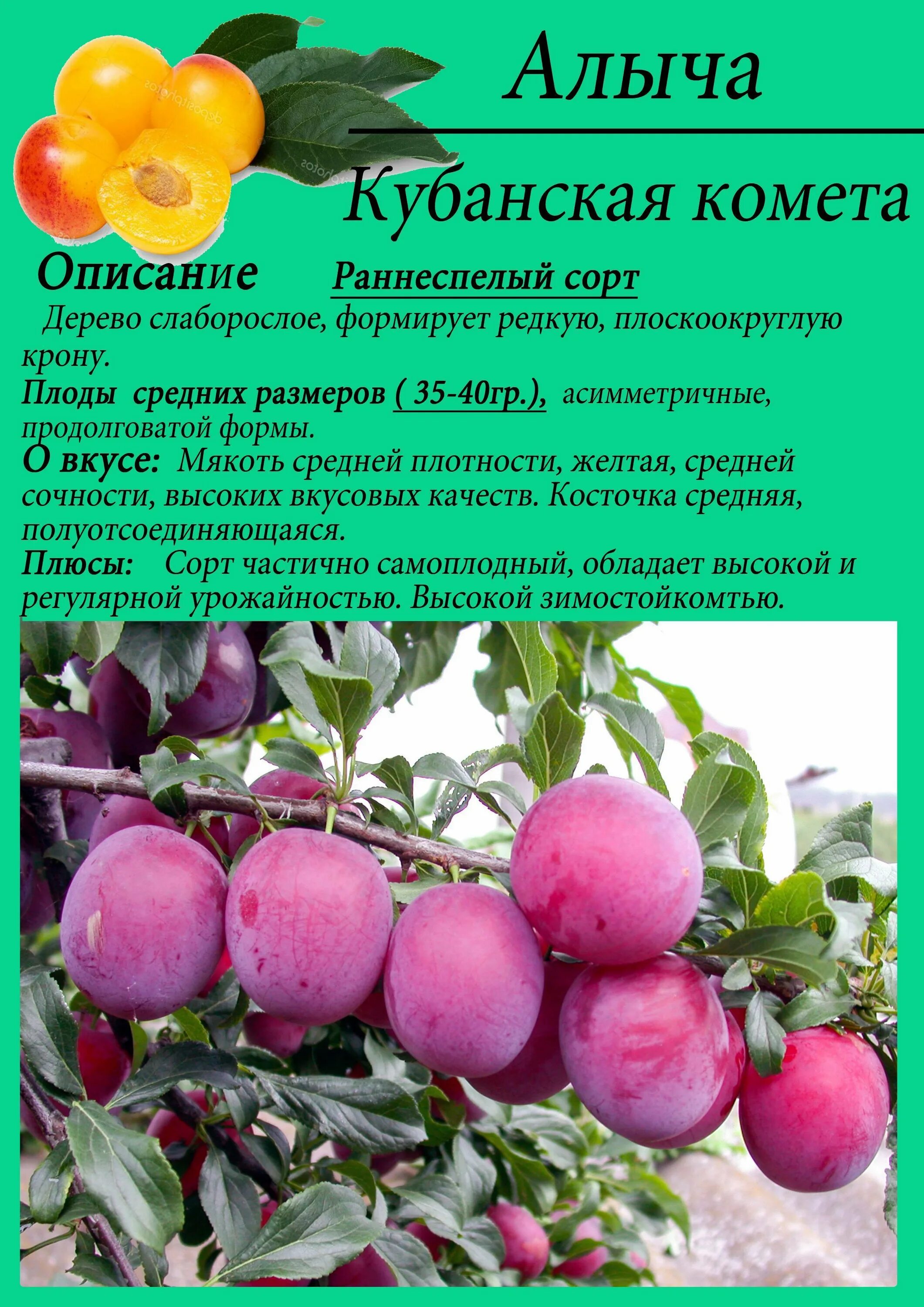 Слива стартовая описание. Слива алыча Кубанская Комета. Алыча Кубанская Комета опылители. Сорт алычи Кубанская Комета. Алыча Комета описание сорта.