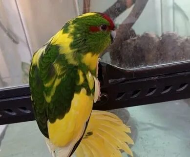 Корелла и какарик в одной клетке