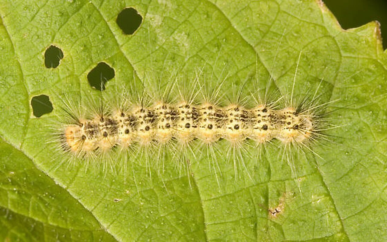 Американская белая бабочка Hyphantria cunea. Hyphantria cunea гусеница. Гусеницы американской белой бабочки (Hyphantria cunea). Личинка американской белой бабочки. Гусеница белой бабочки