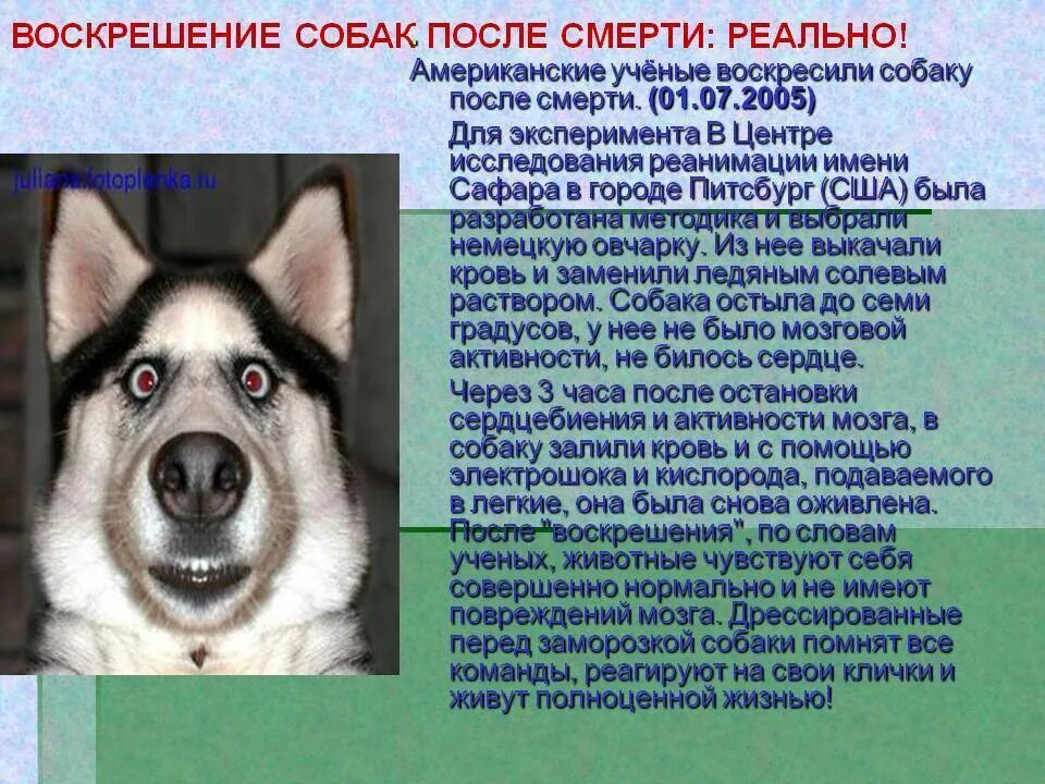 Где собака умерла. Собака которую воскресили. Душа у животных собак. Животные которые воскресили учёные.