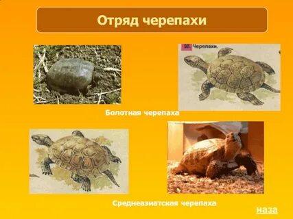 Тип развития черепахи