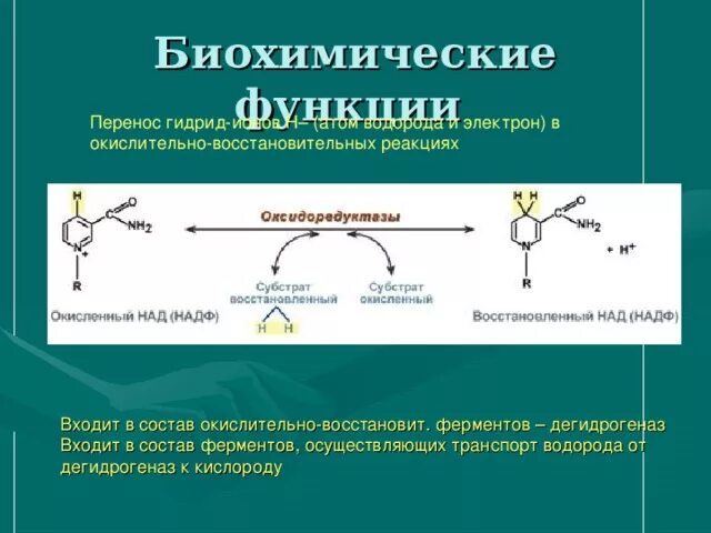 Биохимические реакции примеры. Окислительно-восстановительные реакции в биохимии примеры. Над реакции биохимия. Биохимические окислительно восстановительные реакции.