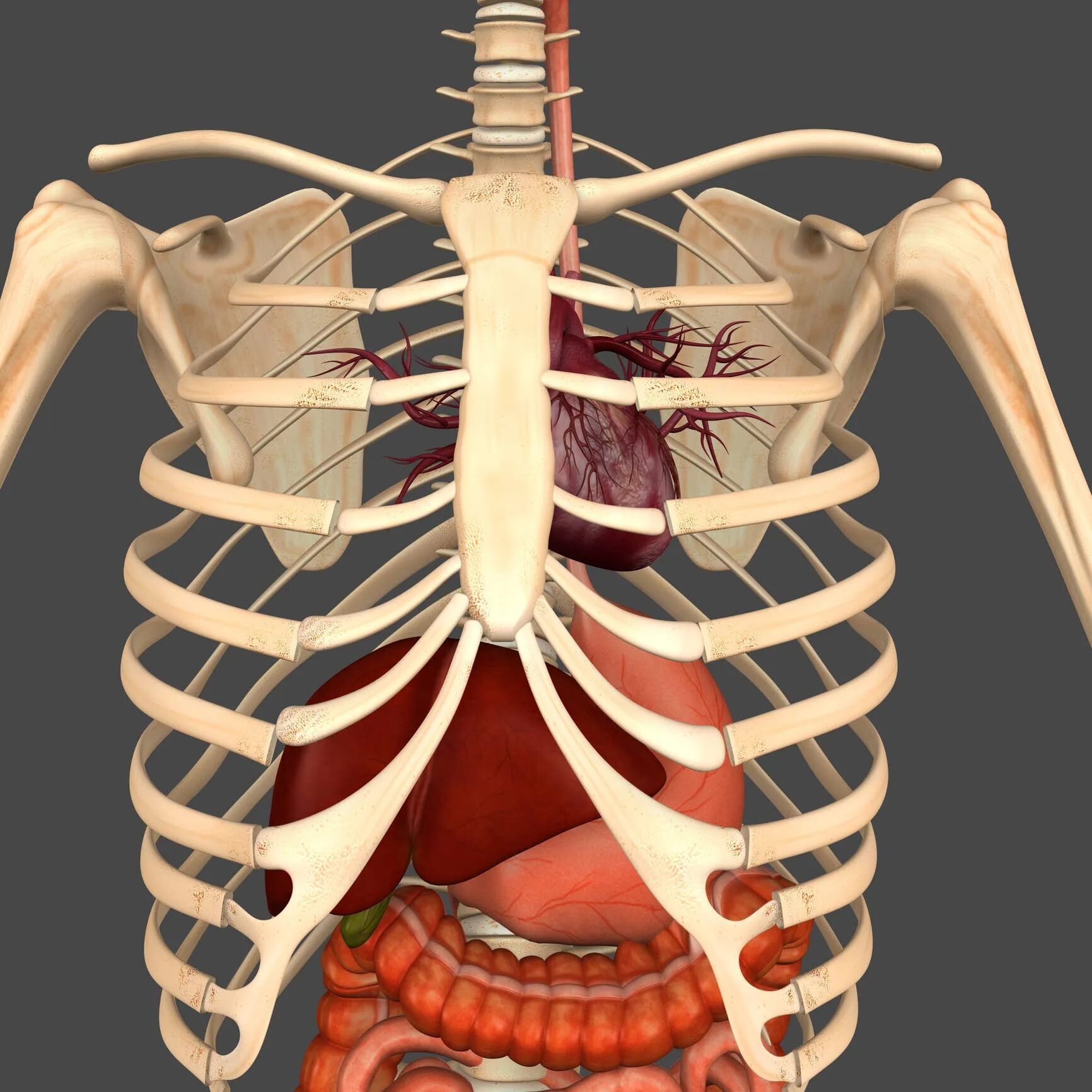 Анатомия органов грудной клетки. Анатомия грудной клетки человека с органами. Анатомия человека органы с ребрами.