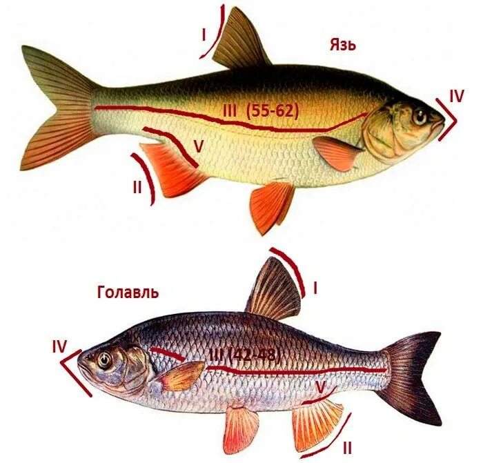 Как отличить рыбу. Язь голавль жерех отличия. Голавль , язь , жерех, плотва. Язь жерех голавль. Язь голавль различия.