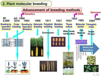 Plant breeding
