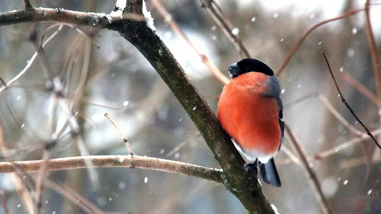 Камчатский обыкновенный снегирь. Снегири зимой. Кавказский снегирь. Красногрудые зяблики. Снегири на снегу.