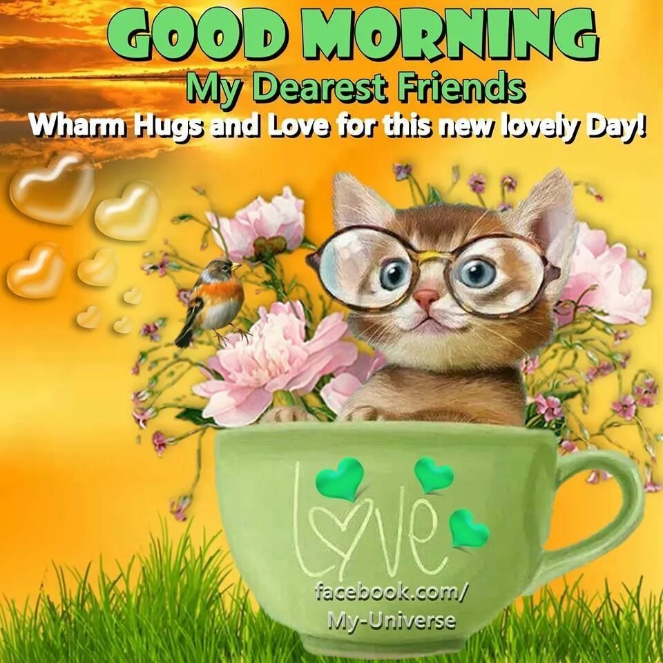 Dear friend good day. Good morning Dear картинки. Good morning my Dear friend картинки. Good morning Dear. My Dear. Good morning Dear Cat.