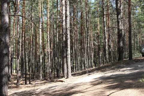 В бору или на бору