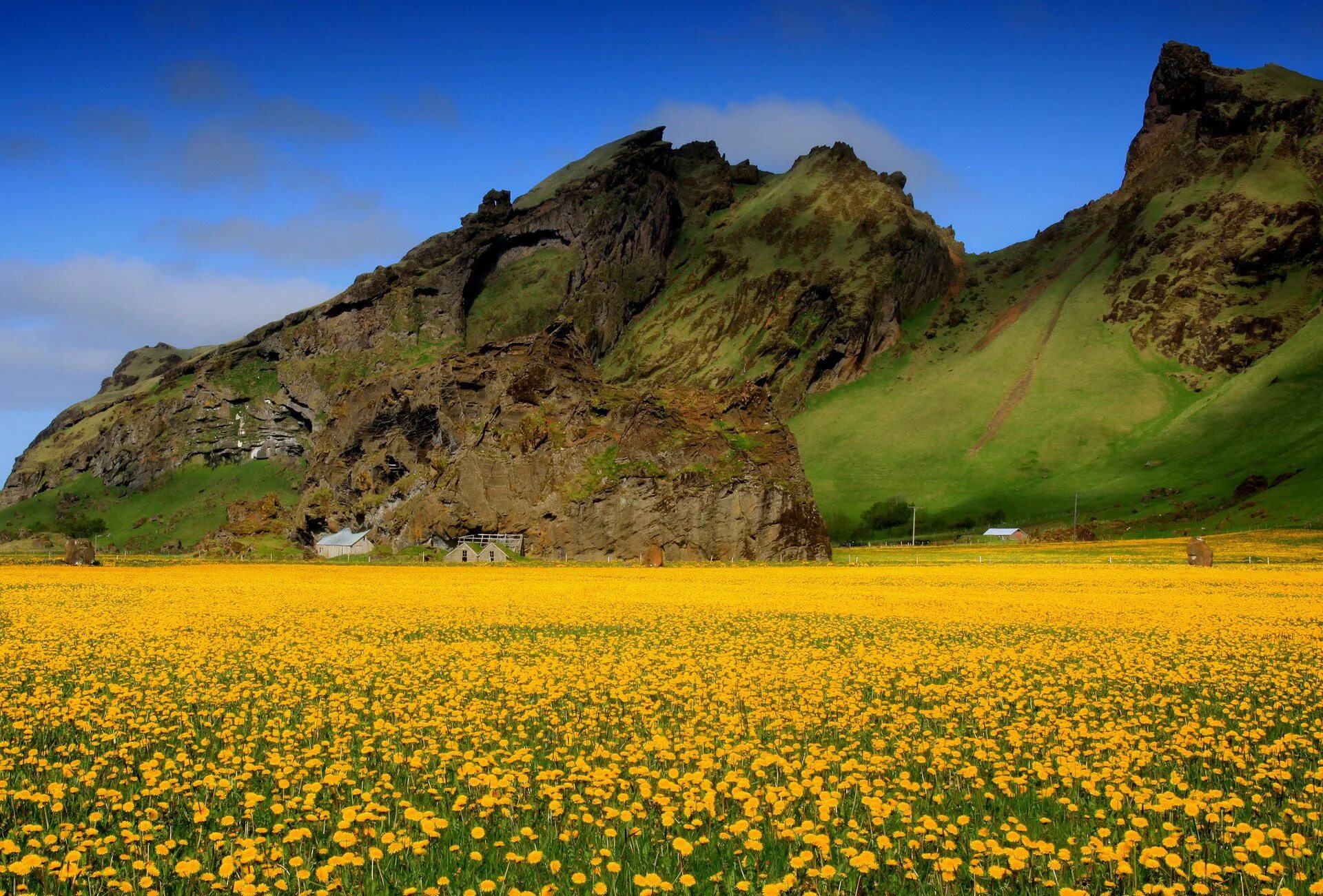 Flowers valley. Рододендрон в горах Монти-Сибиллини. Альпийские Луга Франции. Одуванчиковое поле горы. Горы весной.