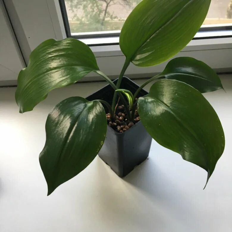 эухарис какой грунт. эухарис горшок почва. эухарис цветок в горшке. аспидистра эухарис. эухарис цветок.