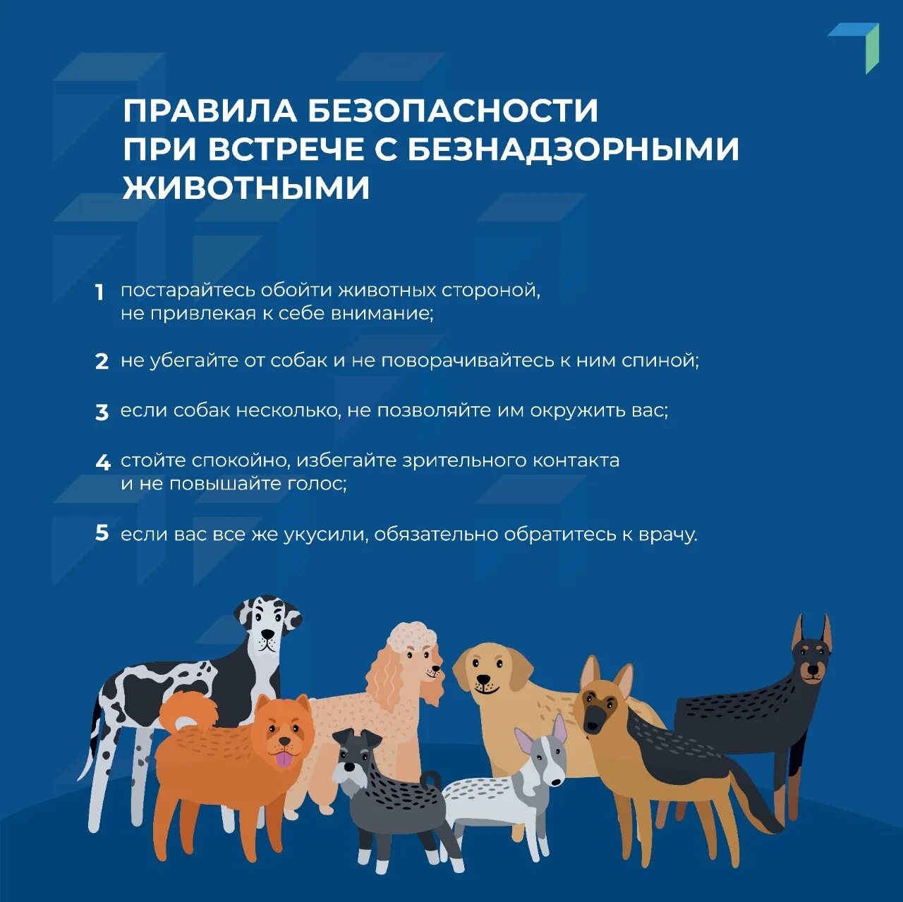 Безопасность при работе с животными. Безопасность при встрече с собакой. правила поведения при встрече с животными. правила поведения с бездомными собаками. правила поведения при встрече с бродячими собаками.